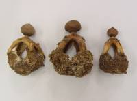 Geastrum fornicatum image