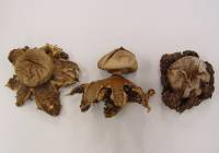 Geastrum hieronymi image