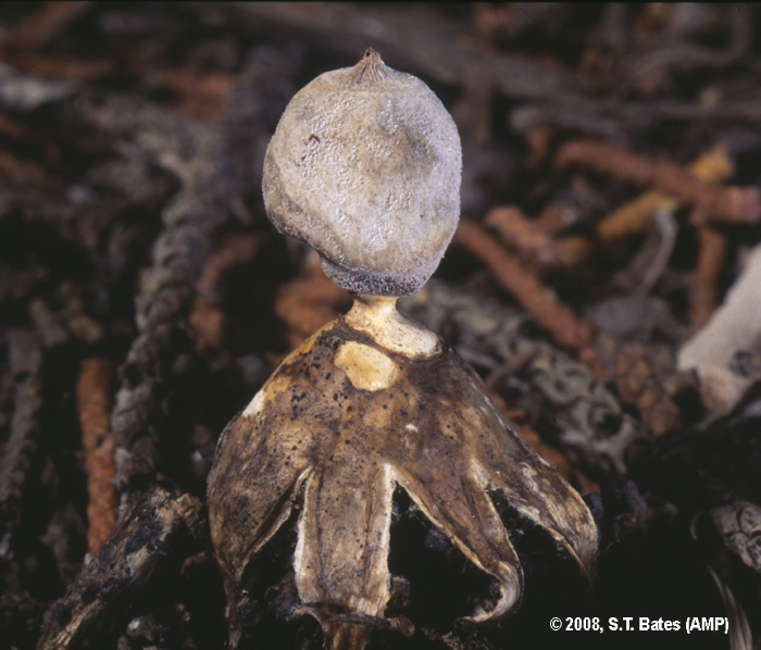 Geastrum minimum image