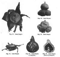 Image of Geastrum morganii