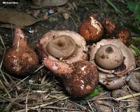 Geastrum morganii image