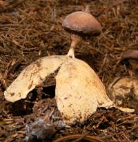 Geastrum pectinatum image