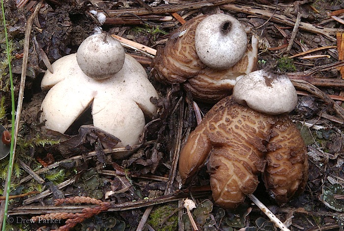 Geastrum rufescens image