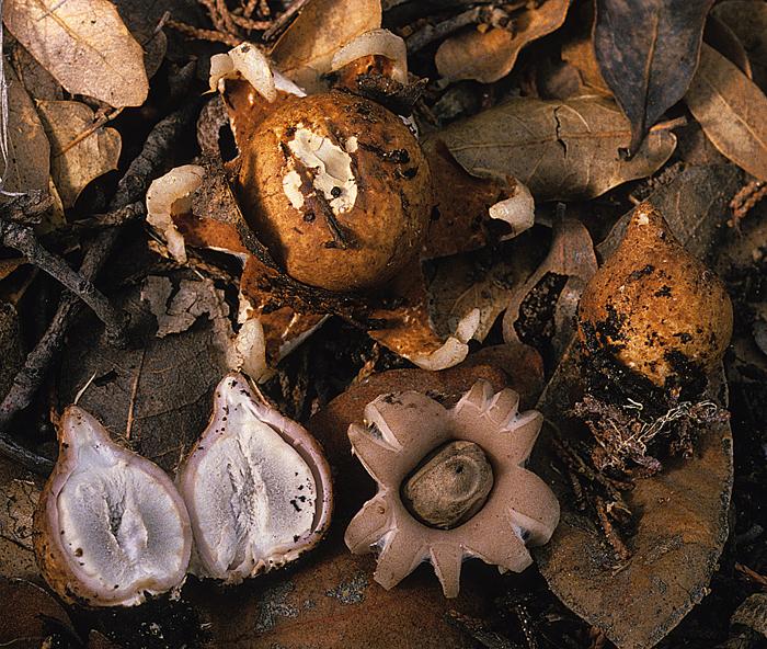 Geastrum saccatum image