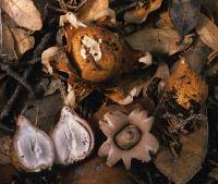 Image of Geastrum saccatum