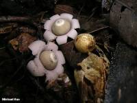 Geastrum saccatum image