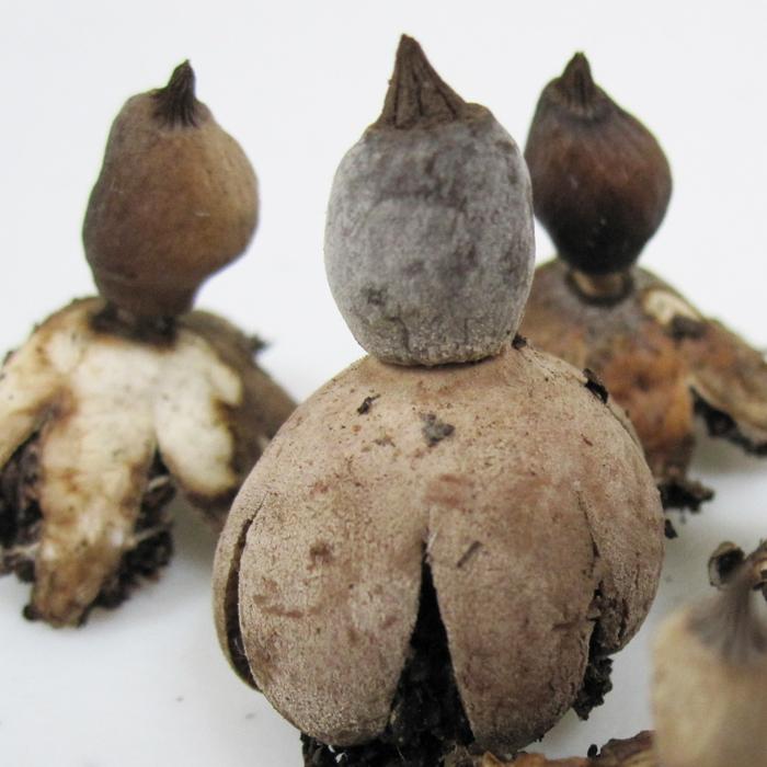 Geastrum schmidelii image