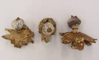 Geastrum striatum image