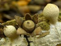 Image of Geastrum subiculosum