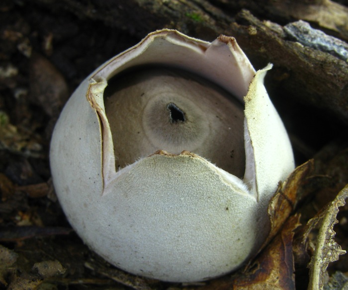 Geastrum velutinum image