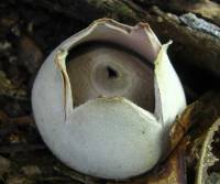 Image of Geastrum velutinum