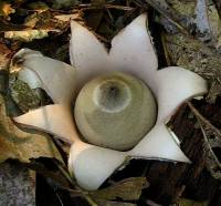 Geastrum velutinum image