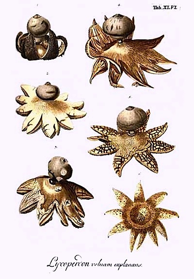 Geastrum coronatum image