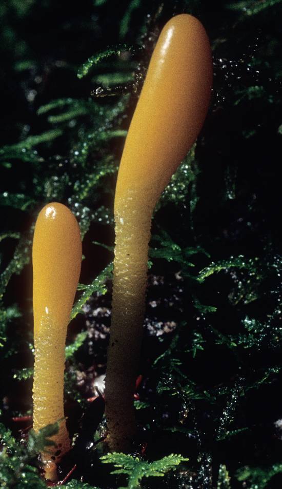 Microglossum rufum image