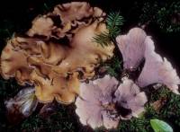 Image of Cantharellus brevipes