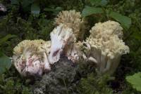 Ramaria vinosimaculans image