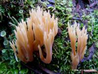 Ramaria apiculata image