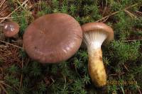 Image of Agaricus adhaerens