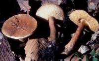 Gyroporus castaneus image