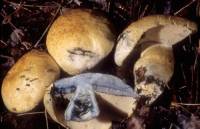 Gyroporus cyanescens image