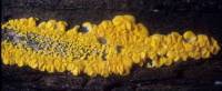 Bisporella citrina image