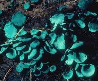 Image of Chlorociboria aeruginascens