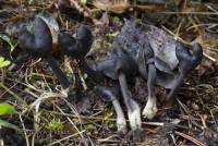 Helvella atra image