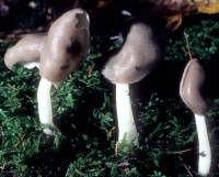 Helvella elastica image