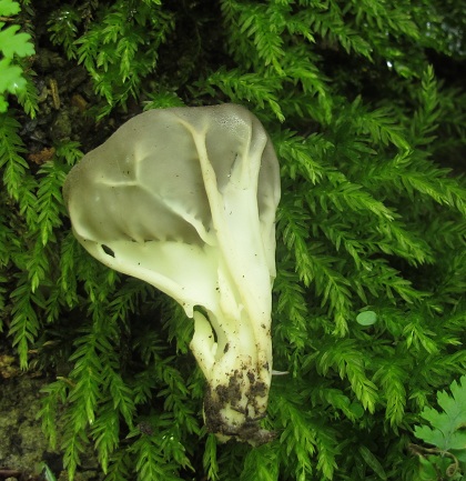 Helvella griseoalba image