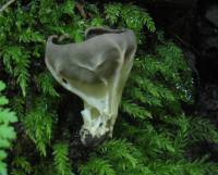 Helvella griseoalba image