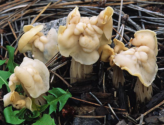 Helvella crispa image