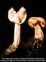 Helvella crispa image