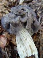 Helvella lacunosa image