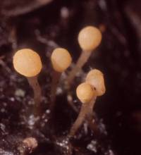 Mitrula lunulatospora image