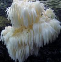 Hericium americanum image