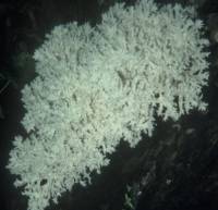 Hericium coralloides image