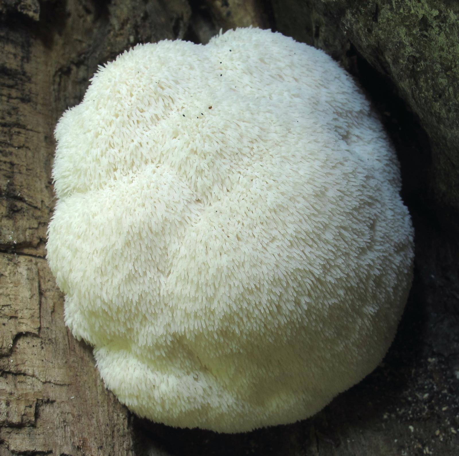 Hericium erinaceus image