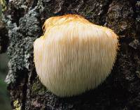 Hericium erinaceus image