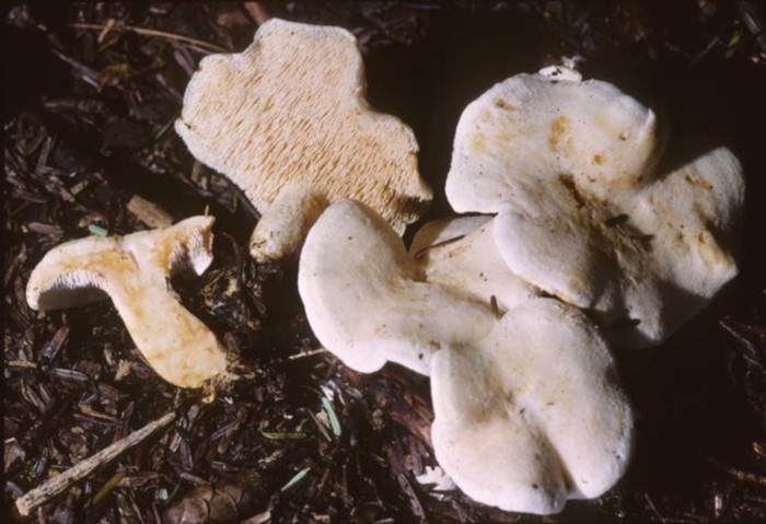 Hydnum repandum var. albidum image