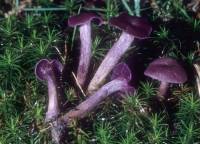 Laccaria amethystina image