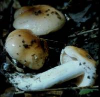 Hygrophorus subsalmonius image