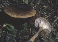 Ampulloclitocybe avellaneoalba image