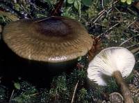 Image of Clitocybe avellaneoalba