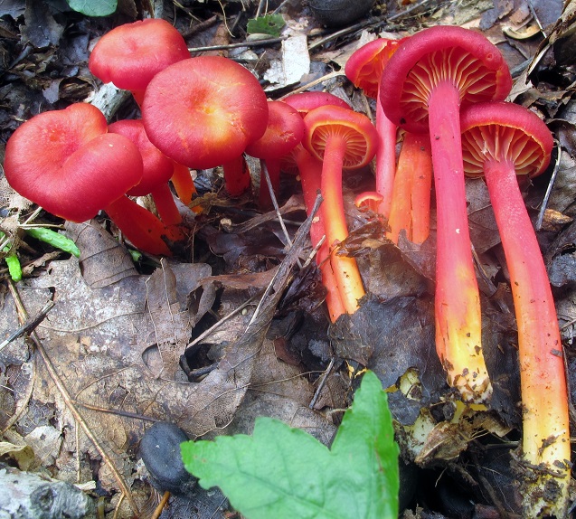 Hygrocybe image