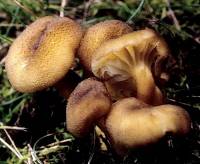 Hygrocybe caespitosa image