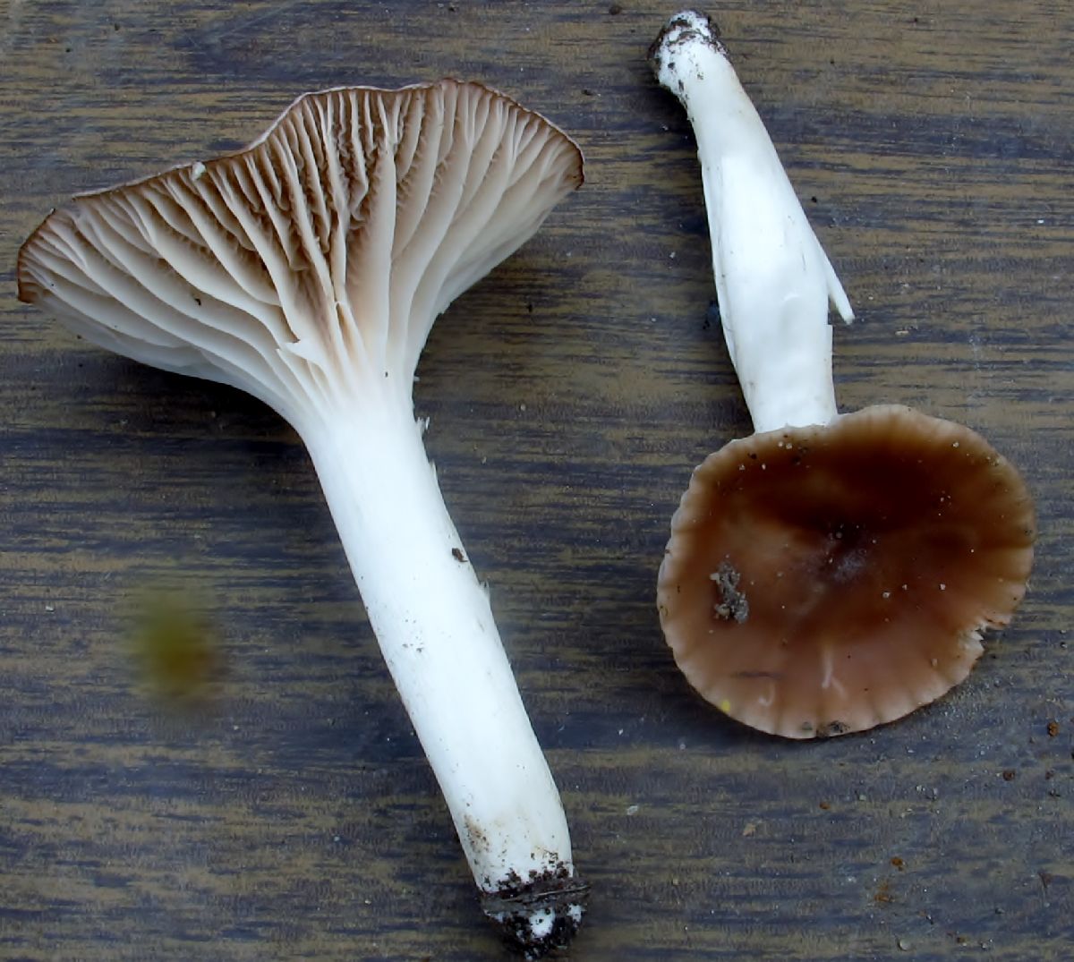 Hygrocybe image