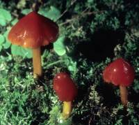 Hygrocybe cuspidata image