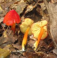 Hygrocybe cuspidata image