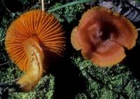 Hygrocybe marginata image