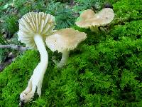 Hygrocybe nitrata image